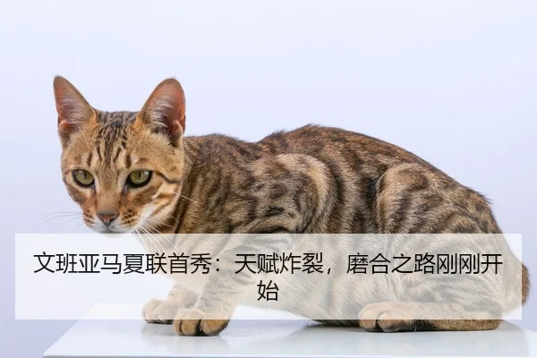 文班亚马夏联首秀：天赋炸裂，磨合之路刚刚开始